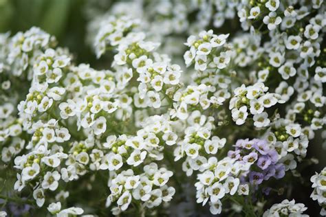 Sweet Alyssum Plant: Care and Growing Guide