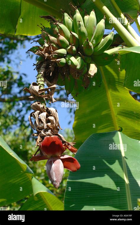 Fruit and flowers of a Banana tree Stock Photo - Alamy