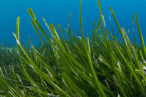 Important Facts about Seagrasses | Key Biscayne Citizen Scientist Project