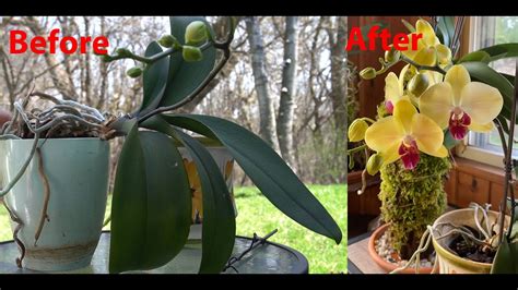 Repotting phalaenopsis orchid after 3 weeks update - YouTube