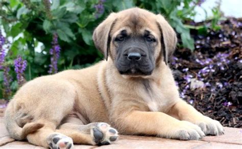 English Mastiff Puppies for Sale - Keystone Puppies