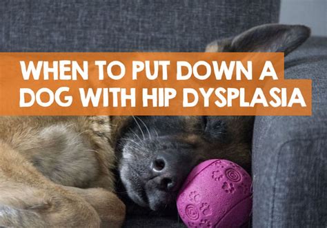 What Can I Give My Dog For Hip Dysplasia Pain