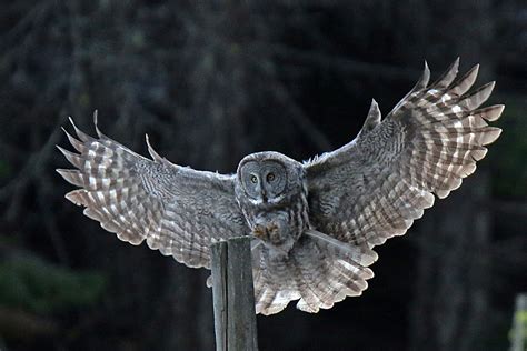 Great Gray Owl Flying