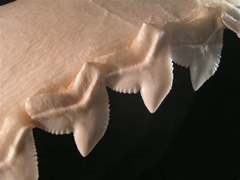 File:Tiger shark teeth.jpg - Wikipedia