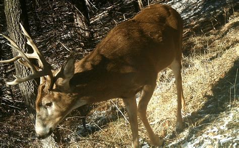 Deer Hunting Thermals and Access Tips for Hills | Whitetail Habitat ...