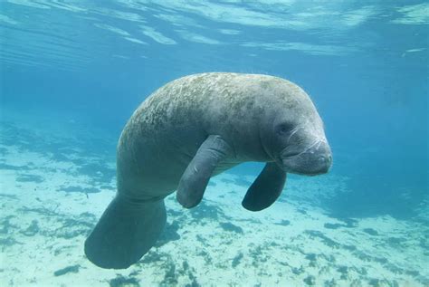 Manatees Are The Floaty Potatoes Of The Sea World