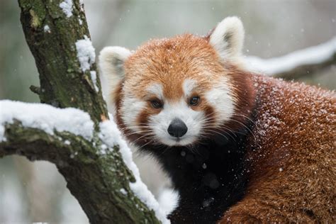 When Do Red Pandas Give Birth How Long Does It Take for Baby Red Panda ...