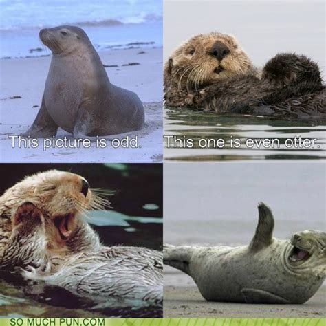 Puns - otter - Funny Puns - Pun Pictures - Cheezburger