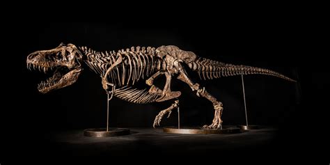 T-Rex Skeleton On Display In S'pore Before Hong Kong Auction, 79 Bones ...