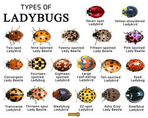 Ladybugs Facts, Types, Lifespan, Classification, Habitat, Pictures