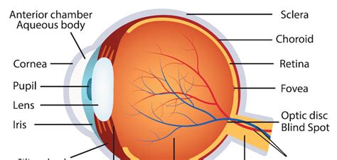 The Human Eye Laminated Anatomy Chart Eye Anatomy Anatomy And | Images ...