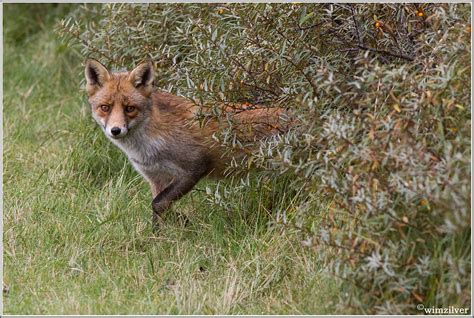 Vos - Fox | Techniek (bewerkingen): Donderdag voor het eerst… | Flickr