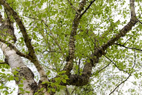 How to Grow and Care for a Paper Birch Tree