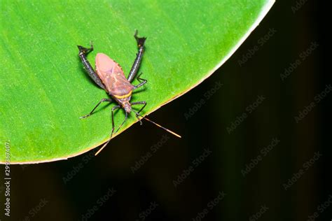 Assassin bugs ,Orange and black (Rhinocoris annulatus)on green leavesIn ...