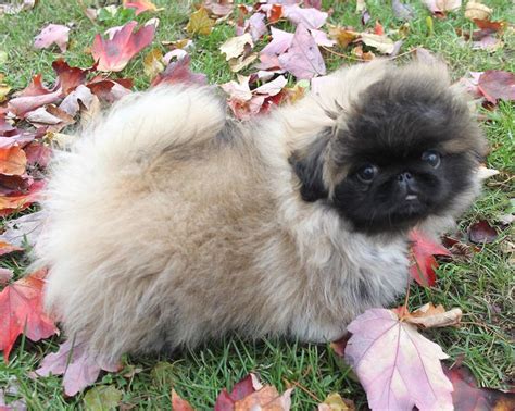 17 Best images about Pekingese Puppies - Fur Baby Peke's on Pinterest ...