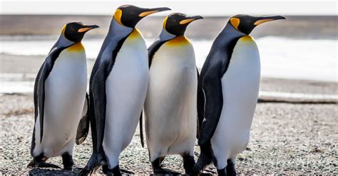 King Penguin vs Emperor Penguin: What Are the Differences? - A-Z Animals