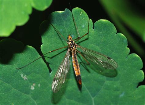 Spotted Crane fly - Nephrotoma appendiculata, species information page ...