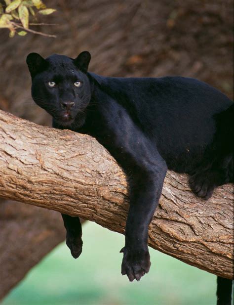 Black panther | Facts, Habitat, & Diet | Britannica