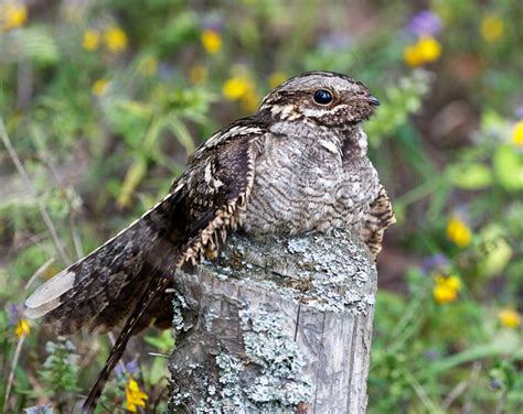 Eurasian Nightjar Calls | Wildlife Sounds by Wild Ambience