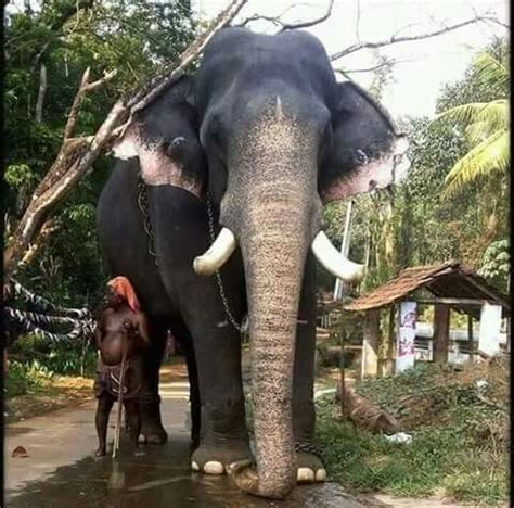 1000+ images about Indian Elephants on Pinterest | Elephants and Kerala