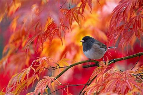 「Fall/Thanksgiving」おしゃれまとめの人気アイデア｜Pinterest｜Denise Jones | 美しい鳥, 動物, 秋 色