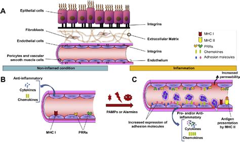 The basic biology of vascular endothelial cells. (A) Simplified ...