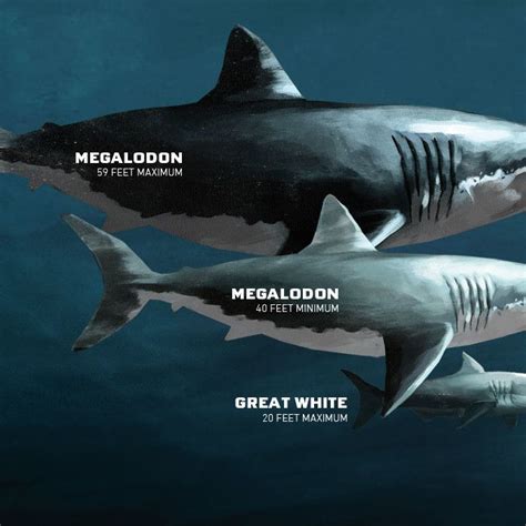 Megalodon: The Prehistoric World's Worst Nightmare | Requin megalodon ...