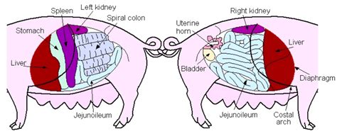 pig viscera diagram Diagram | Quizlet