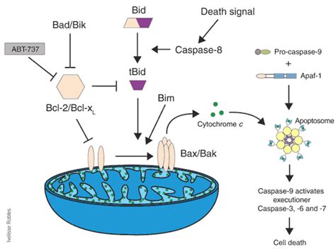 World of Biochemistry (blog about biochemistry): Cytochrome c and apoptosis