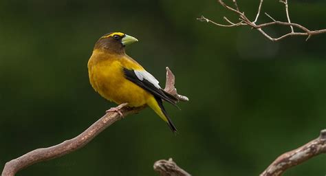 "MALE EVENING GROSBEAK" by Sandy Hill | Redbubble