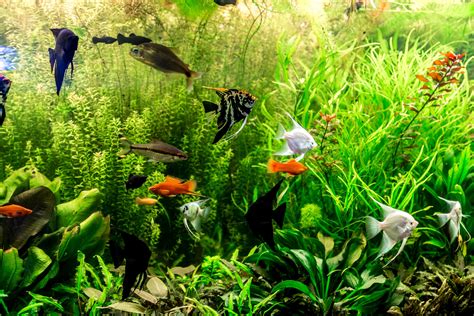 Europe’s largest freshwater aquarium – Littlepanda