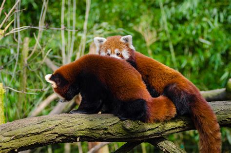 Red Panda Friends | Mathias Appel | Flickr