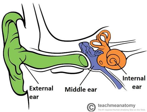 The External Ear - Structure - Function - Innervation - TeachMeAnatomy