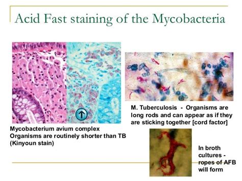 Mycobacteriology 2016