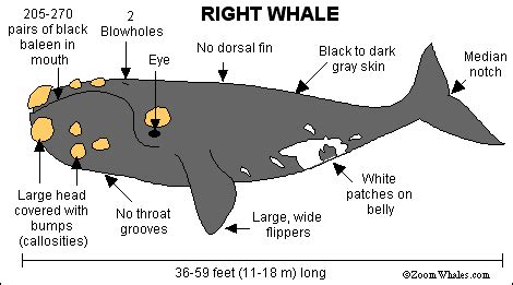 RIGHT WHALE