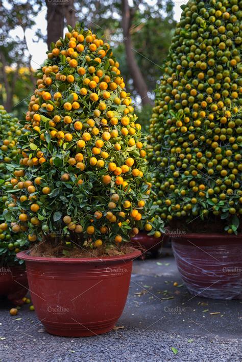 Tet Kumquat Trees, Vietnam ~ Holiday Photos ~ Creative Market