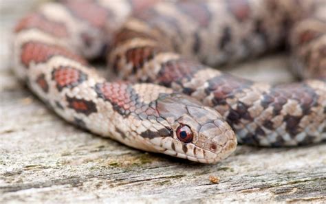 Eastern Milk Snake Care Guide - Size, Lifespan & More