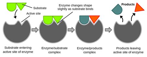 Whay Analogy Is Used to Describe Enzyme Substrate Interaction ...