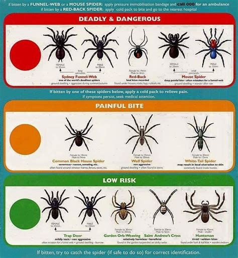 Pin by Lyndsey Kabat on landscaping ideas | Types of spiders, Spider ...