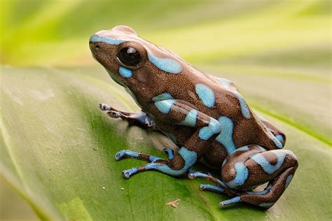 8 Poison Dart Frog Species That You Can Keep at Home | Reptile Advisor