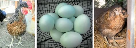 BLUE EGG LAYING BREEDS | Backyard Chickens Mama