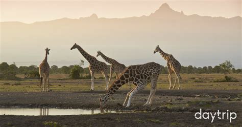 Discover Mount Kenya Wildlife Conservancy | Daytrip