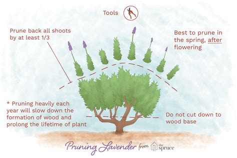 How to Prune Lavender Plants