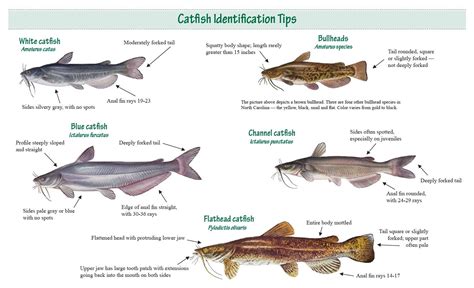 More North Carolina catfish information | Catfish, Body shapes, North ...