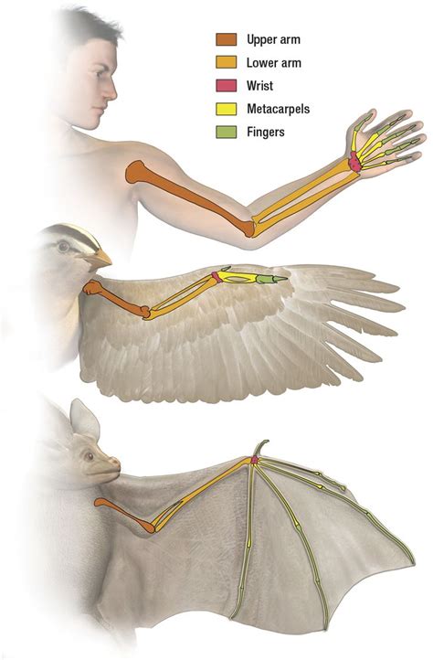 Wing anatomy, Bird wings, Wings drawing