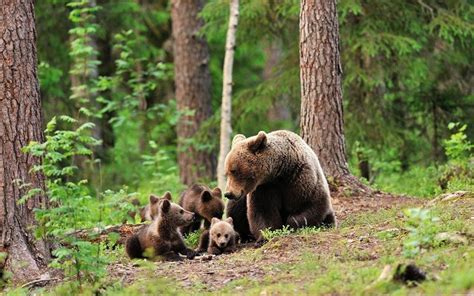 Animales del Bosque: Cuáles son, Características y Hábitat