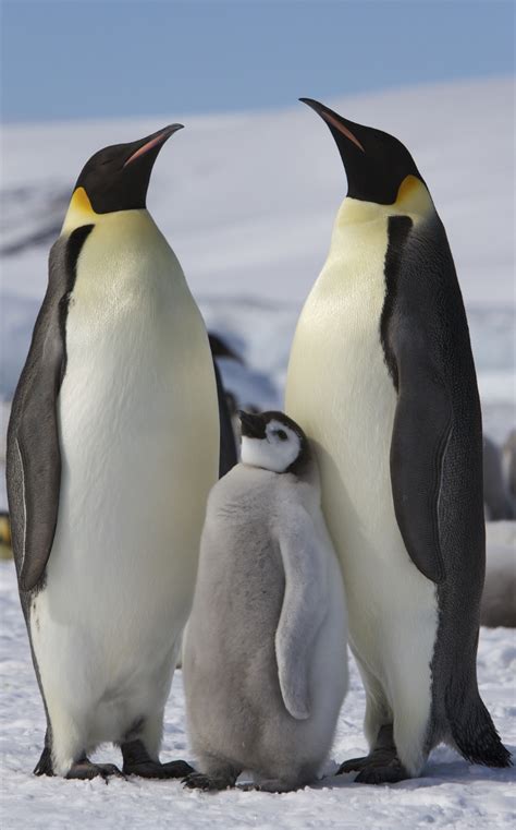 File:Aptenodytes forsteri -Snow Hill Island, Antarctica -adults and ...