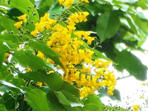 Pterocarpus indicus flowers - a photo on Flickriver