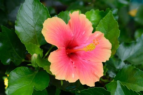 Hibiscus Flower Colors: A Comprehensive Guide to Every Shade - Petal ...