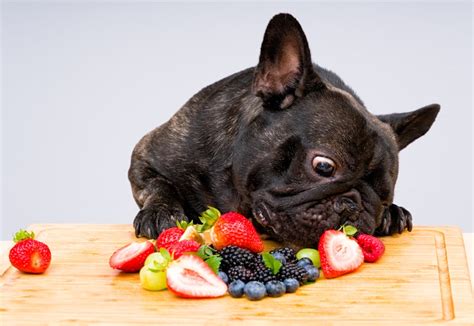 What Fruits Can Puppies Not Eat